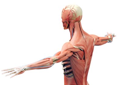 Read more about Find out about the Community Musculoskeletal Service