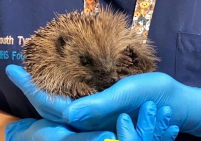 Read more about Unwell hedgehog makes unexpected visit to South Tyneside emergency department